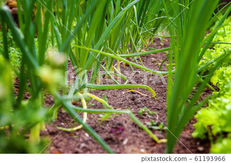Agricultural field with green leaf lettuce salad 61193966
