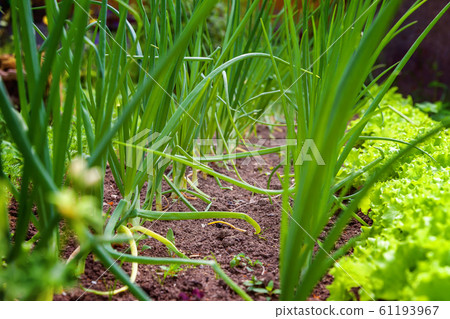 Agricultural field with green leaf lettuce salad Agricultural field with green leaf lettuce salad 61193967