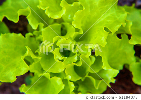 Agricultural field with green leaf lettuce salad 61194075