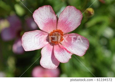 Ranunculus Ranunculus 61194572