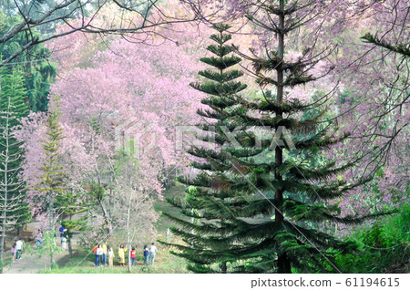 wild himalayan cherry or prunus cerasoides and 61194615
