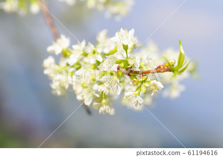 peach blossom flower, prunus persica peach blossom flower, prunus persica 61194616