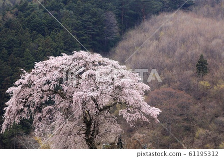 Cherry blossoms Cherry blossoms 61195312