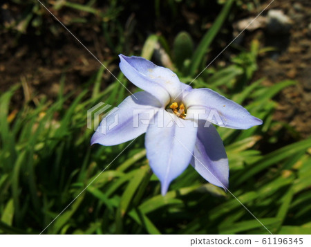 Hananilla flower light blue Hananilla flower light blue 61196345