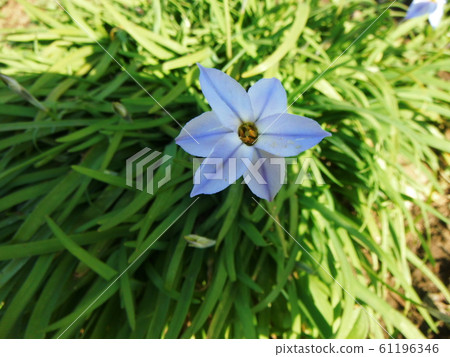 Hananilla flower light blue Hananilla flower light blue 61196346