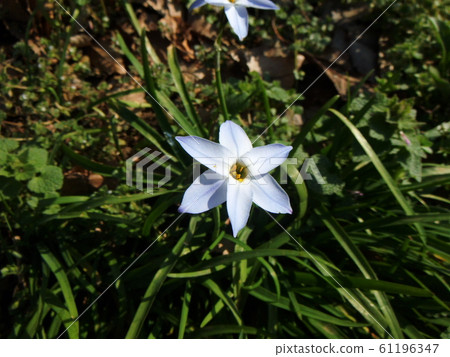 Hananilla flower light blue 61196347