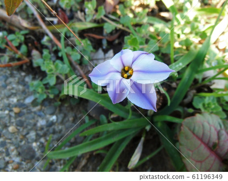 Hananilla flower light blue 61196349