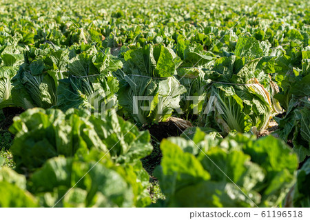 大白菜栽培(12月)越冬 大白菜栽培(12月)越冬 61196518
