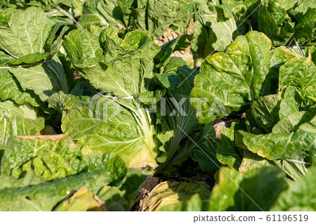大白菜栽培(12月)越冬 大白菜栽培(12月)越冬 61196519
