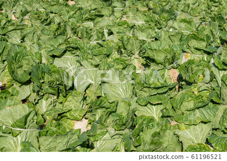 Chinese cabbage cultivation (December) wintering 61196521