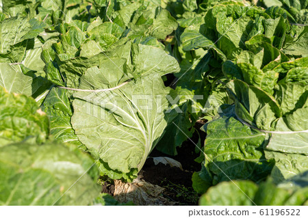 大白菜栽培（12月）越冬 61196522