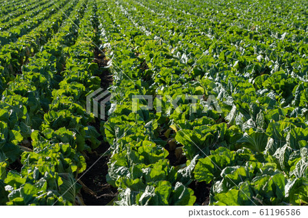 Chinese cabbage cultivation (December) wintering Chinese cabbage cultivation (December) wintering 61196586