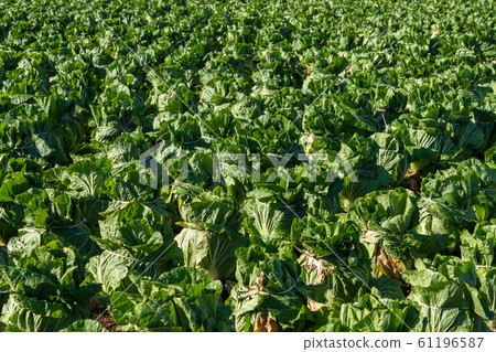 大白菜栽培(12月)越冬 大白菜栽培(12月)越冬 61196587