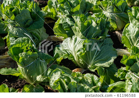 大白菜栽培（12月）越冬 61196588