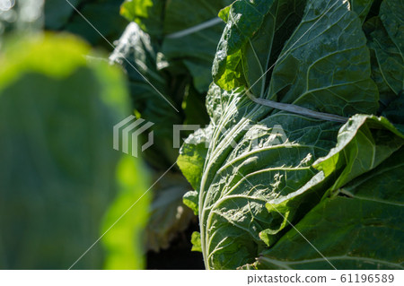 Chinese cabbage cultivation (December) wintering 61196589