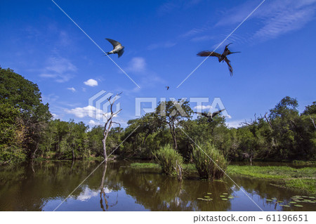 Wild landscape with swallow in Kruger National 61196651