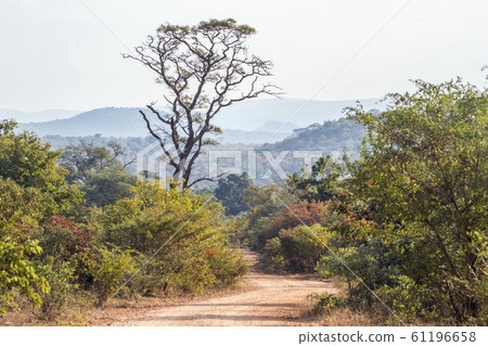 Punda Maria landscape in Kruger National park, 61196658