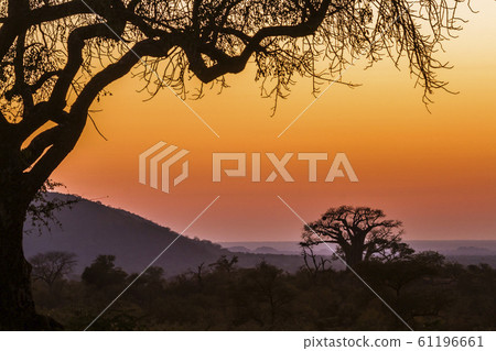 Landscape with Baobab in Kruger National park, Landscape with Baobab in Kruger National park, 61196661