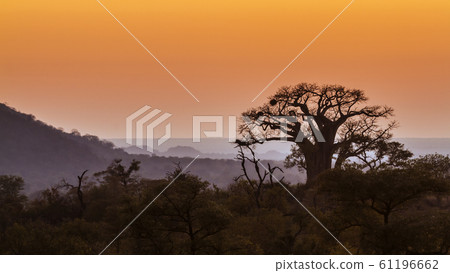 Landscape with Baobab in Kruger National park, Landscape with Baobab in Kruger National park, 61196662