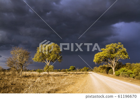 in Kruger National park, South Africa in Kruger National park, South Africa 61196670