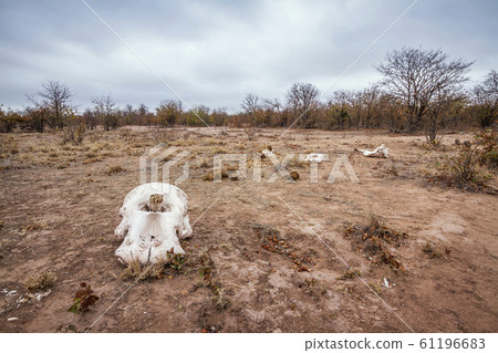 Drought landscape in Kruger National park, South Drought landscape in Kruger National park, South 61196683