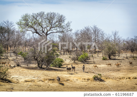 Wild scenic landscape in Kruger National park, Wild scenic landscape in Kruger National park, 61196687