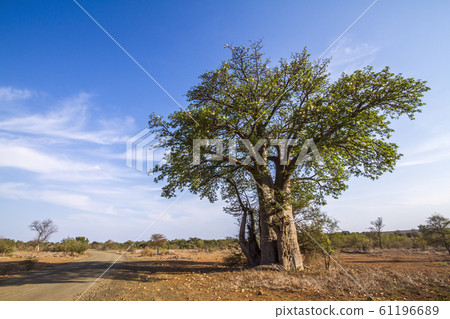 Baobab tree in Kruger National park, South Africa Baobab tree in Kruger National park, South Africa 61196689