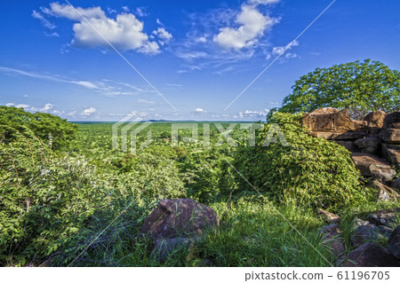 panoramic view in Kruger National park, South 61196705