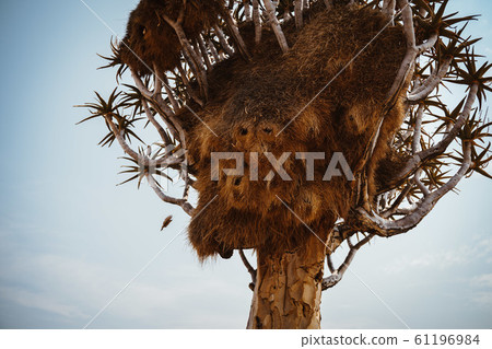 photo of Quiver Tree with large Social Weaver bird's nest 61196984