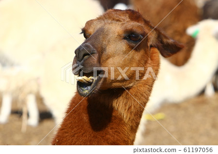 Alpaki - a cloven-hoofed animal lives on a farm in the Negev desert in the south of Israel 61197056