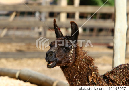 Alpaki - a cloven-hoofed animal lives on a farm in the Negev desert in the south of Israel Alpaki - a cloven-hoofed animal lives on a farm in the Negev desert in the south of Israel 61197057