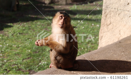 Pensive macaque 61198261
