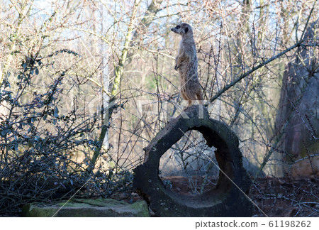 Waiting for Spring Waiting for Spring 61198262