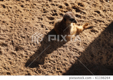 Meeting the Sun at Dawn 61198264