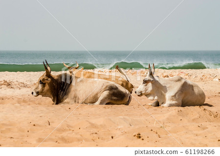 Bulls on the beach in the town of Bijilo 61198266