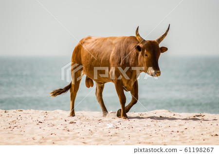 Bull on the beach in the town of Bijilo 61198267
