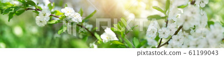 blurred plum tree background in bloom in spring blurred plum tree background in bloom in spring 61199043