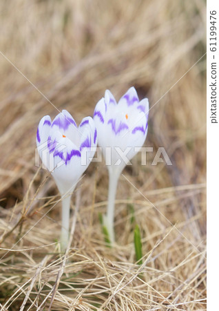 Two white crocus Two white crocus 61199476