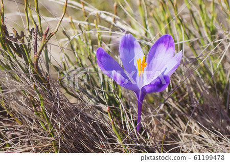 Crocus flower Crocus flower 61199478