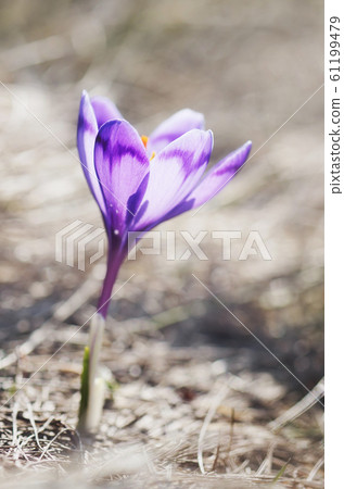 One blooming crocus One blooming crocus 61199479