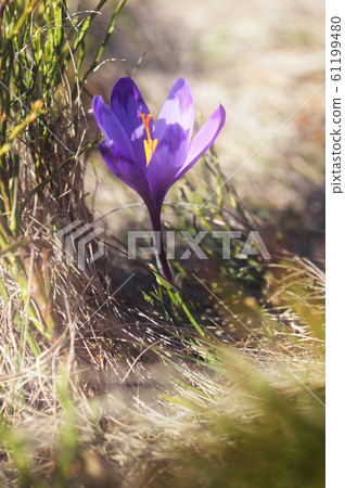 Crocus flower Crocus flower 61199480