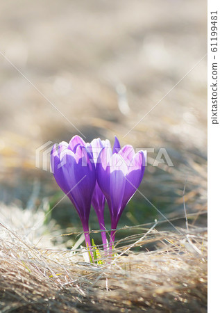 Beautiful spring flowers Beautiful spring flowers 61199481