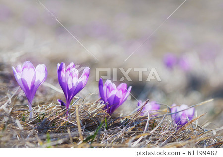 Crocus flowers Crocus flowers 61199482