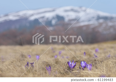 Crocus flowers in the mountains Crocus flowers in the mountains 61199483
