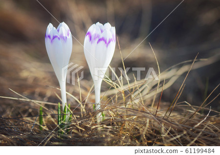 Two white crocus 61199484