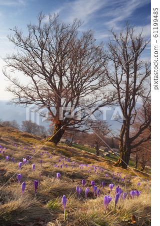 Spring flowers in the forest Spring flowers in the forest 61199485