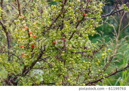 unripe currant berries on a branch on a bush unripe currant berries on a branch on a bush 61199768