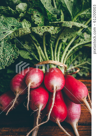 Bunch of fresh red radish Bunch of fresh red radish 61200003