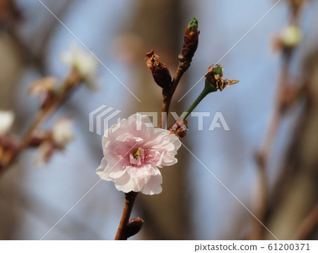Kobuku-zakura Prunus × kobuku-zakura Kobuku-zakura Prunus × kobuku-zakura 61200371