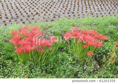 收穫後在稻田的山脊上盛開的群集孤挺花 收穫後在稻田的山脊上盛開的群集孤挺花 61201359